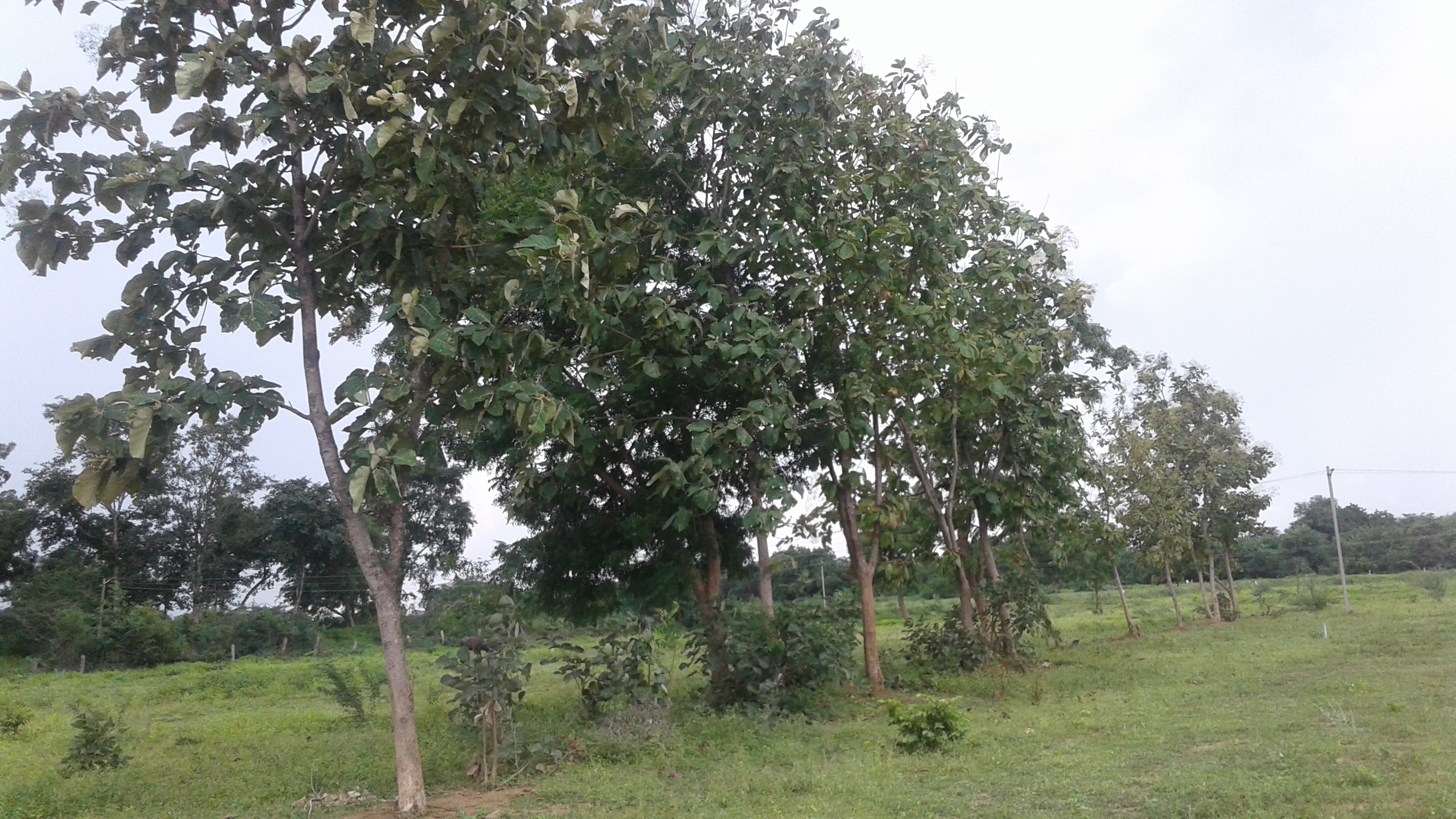 Kapil Homes Thorur Site Images